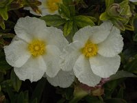 Cistus monspeliensis 24, Saxifraga-Jan van der Straaten