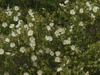 Cistus monspeliensis 26, Saxifraga-Jan van der Straaten