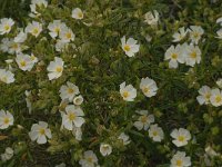 Cistus monspeliensis 28, Saxifraga-Jan van der Straaten