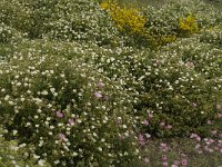 Cistus monspeliensis 29, Saxifraga-Jan van der Straaten