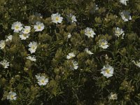 Cistus monspeliensis 3, Saxifraga-Jan van der Straaten