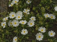 Cistus monspeliensis 30, Saxifraga-Jan van der Straaten