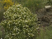 Cistus monspeliensis 31, Saxifraga-Jan van der Straaten