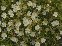 Cistus monspeliensis 33, Saxifraga-Jan van der Straaten