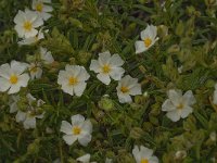 Cistus monspeliensis 34, Saxifraga-Jan van der Straaten