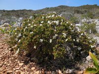 Cistus monspeliensis 35, Saxifraga-Ed Stikvoort