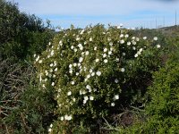 Cistus monspeliensis 37, Saxifraga-Peter Meininger