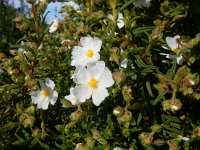 Cistus monspeliensis 38, Saxifraga-Peter Meininger