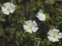 Cistus monspeliensis 4, Saxifraga-Jan van der Straaten