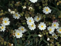 Cistus monspeliensis 5, Saxifraga-Piet Zomerdijk