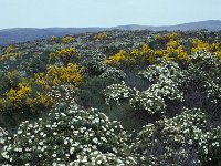 Cistus monspeliensis 6, Saxifraga-Piet Zomerdijk