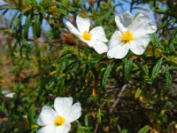 Cistus monspeliensis 8, Saxifraga-Ed Stikvoort