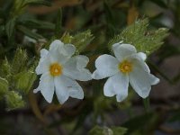 Cistus psilosepalus 2, Saxifraga-Willem van Kruijsbergen