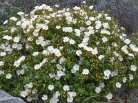 Cistus salvifolius 58, Saxifraga-Harry Jans