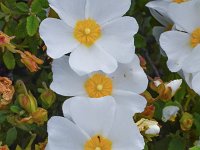 Cistus salvifolius 60, Saxifraga-Harry Jans