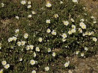 Cistus salviifolius 14, Saxifraga-Willem van Kruijsbergen