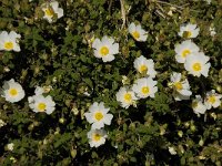 Cistus salviifolius 15, Saxifraga-Willem van Kruijsbergen