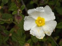 Cistus salviifolius 22, Saxifraga-Willem van Kruijsbergen