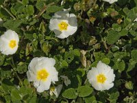 Cistus salviifolius 24, Saxifraga-Jan van der Straaten