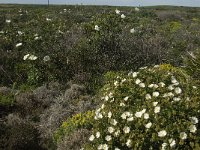 Cistus salviifolius 30, Saxifraga-Jan van der Straaten