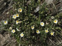 Cistus salviifolius 34, Saxifraga-Willem van Kruijsbergen