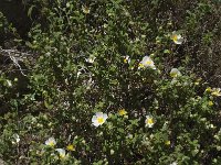 Cistus salviifolius 35, Saxifraga-Willem van Kruijsbergen