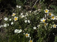 Cistus salviifolius 36, Saxifraga-Willem van Kruijsbergen