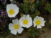 Cistus salviifolius 38, Saxifraga-Willem van Kruijsbergen