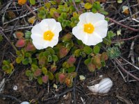 Cistus salviifolius 46, Saxifraga-Ed Stikvoort