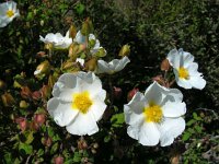 Cistus salviifolius 48, Saxifraga-Ed Stikvoort