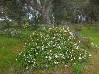 Cistus salviifolius 49, Saxifraga-Ed Stikvoort