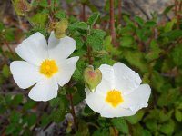 Cistus salviifolius 50, Saxifraga-Ed Stikvoort