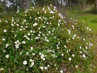 Cistus salviifolius 51, Saxifraga-Ed Stikvoort