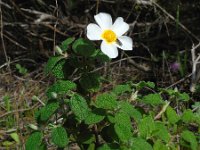 Cistus salviifolius 52, Saxifraga-Ed Stikvoort