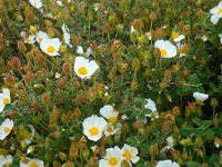 Cistus salviifolius 53, Saxifraga-Ed Stikvoort