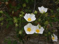 Cistus salviifolius 54, Saxifraga-Dirk Hilbers