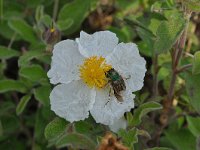 Cistus salviifolius 61, Saxifraga-Harry Jans