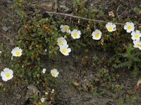 Cistus salviifolius 68, Saxifraga-Willem van Kruijsbergen