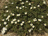 Cistus salviifolius 7, Saxifraga-Jan van der Straaten