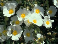 Cistus salviifolius 73, Saxifraga-Jan van der Straaten