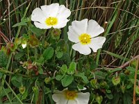 Cistus salviifolius 74, Saxifraga-Hans Grotenhuis