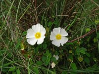 Cistus salviifolius 75, Saxifraga-Hans Grotenhuis