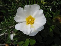 Cistus salviifolius 8, Saxifraga-Kees Laarhoven : voorjaar 2010