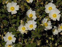 Cistus salviifolius 9, Saxifraga-Willem van Kruijsbergen