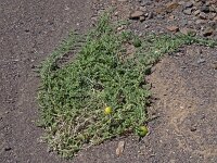 Citrullus colocynthis 3, Saxifraga-Hans Grotenhuis