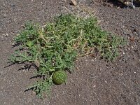 Citrullus colocynthis 4, Saxifraga-Hans Grotenhuis