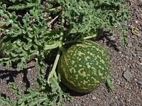 Citrullus colocynthis 5, Saxifraga-Hans Grotenhuis