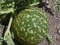 Citrullus colocynthis 6, Saxifraga-Hans Grotenhuis