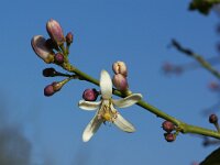 Citrus limon 8, Citroen, Saxifraga-Foto Fitis-Sytske Dijksen