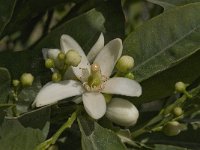 Citrus sinensis 3, Sinaasappel, Saxifraga-Willem van Kruijsbergen